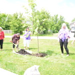 Tree Planting on World Elder Abuse Awareness Day